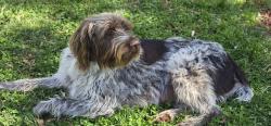 Reunited Male Dog last seen Hampton Rd Germanton NC, Germanton, NC 27019