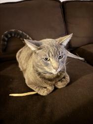 Lost Male Cat last seen massachussets ave, Lemon Grove, CA 91945