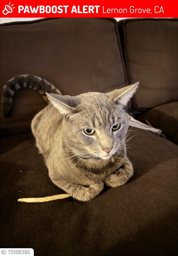 Lost Male Cat last seen massachussets ave, Lemon Grove, CA 91945