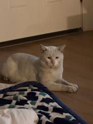 Lost Male Cat last seen Massachussets Ave, Lemon Grove, CA 91945