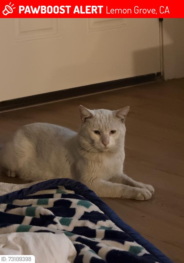 Lost Male Cat last seen Massachussets Ave, Lemon Grove, CA 91945