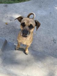 Reunited Male Dog last seen East 32nd st and Stanford ave., Los Angeles, CA., 90011, Los Angeles, CA 90011