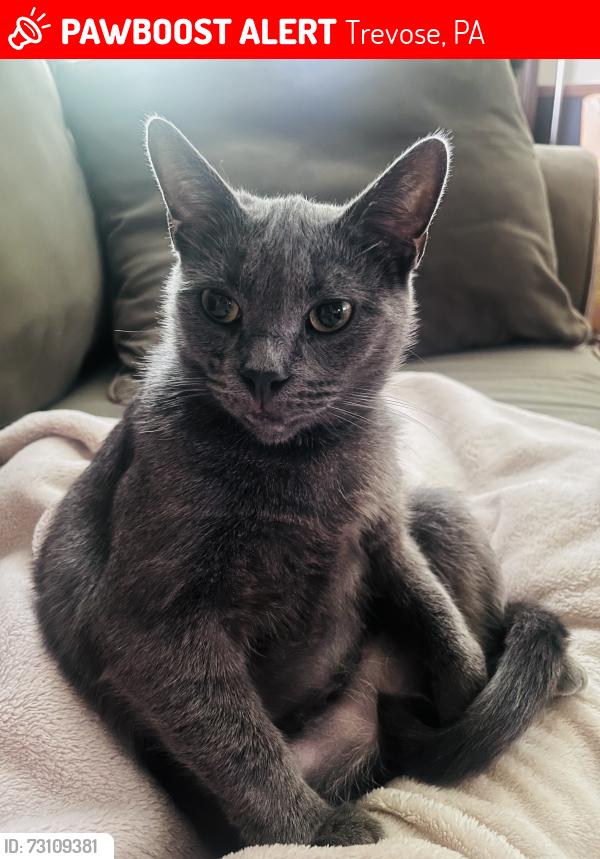 Lost Female Cat last seen Brownsville Rd and Oak Ave, Trevose, PA 19053