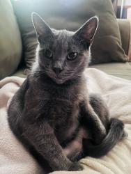 Lost Female Cat last seen Brownsville Rd and Oak Ave, Trevose, PA 19053