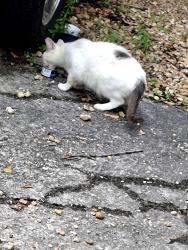 Found/Stray Unknown Cat last seen Stone park cv and spring park drive, Memphis, TN 38141