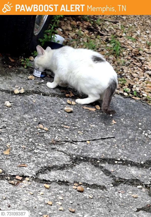 Found/Stray Unknown Cat last seen Stone park cv and spring park drive, Memphis, TN 38141