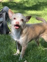Reunited Male Dog last seen 99th and Dodge Drive, Northglenn, CO 80260