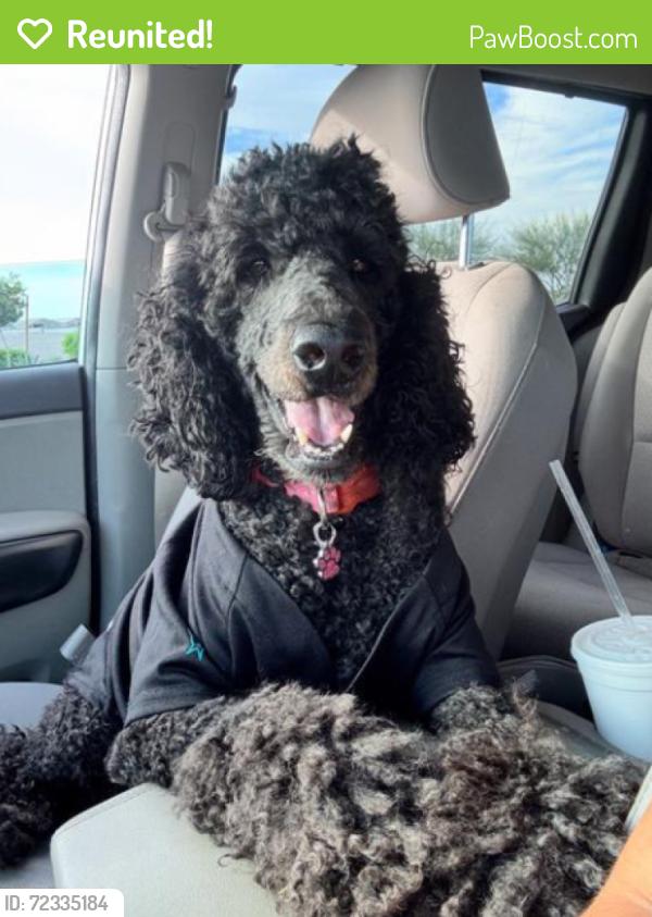Reunited Female Dog last seen West and Broadway, Anaheim, Anaheim, CA 92815