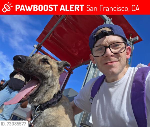 Lost Male Dog last seen 7th Street and market st by bart station, San Francisco, CA 94103