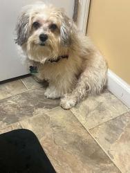 Lost Male Dog last seen Girard Junior High, Phenix City, AL 36869
