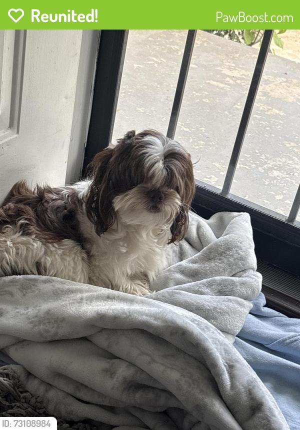 Reunited Male Dog last seen Boyce Avenue, Memphis, TN 38111