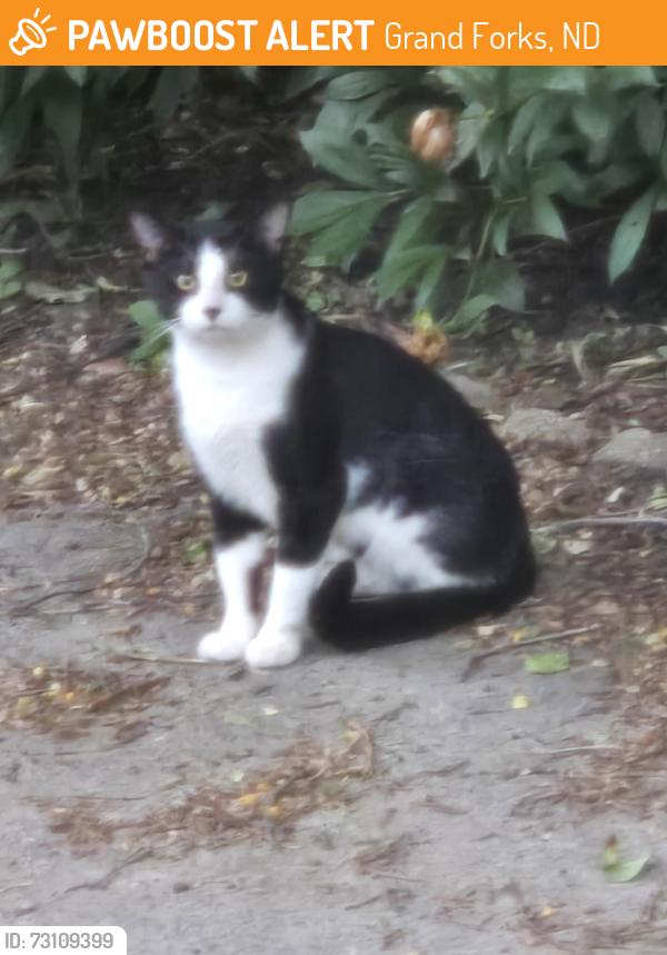 Found/Stray Unknown Cat last seen Near block of Belmont Rd, Grand Forks, ND 58201