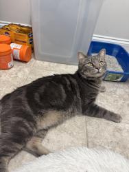 Found/Stray Male Cat last seen Costco/Food Lion at 401/1010, Garner, NC 27603