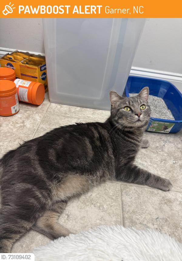 Found/Stray Male Cat last seen Costco/Food Lion at 401/1010, Garner, NC 27603