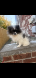 Reunited Female Dog last seen Near keystone st, Philadelphia, PA 19135