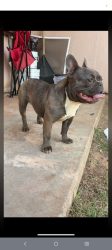 Lost Male Dog last seen Near East Cornell, Lubbock, TX 79403