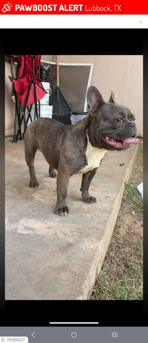 Lost Male Dog last seen Near East Cornell, Lubbock, TX 79403