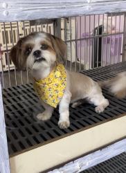 Reunited Female Dog last seen Near Norwalk Blvd, Norwalk, CA 90650, USA, Norwalk, CA 90650
