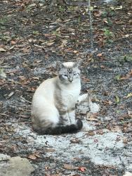 Found/Stray Unknown Cat last seen Between Calhoun and Sibert, Destin, FL 32541