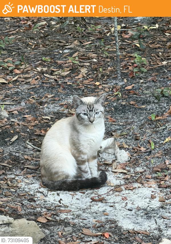 Found/Stray Unknown Cat last seen Between Calhoun and Sibert, Destin, FL 32541