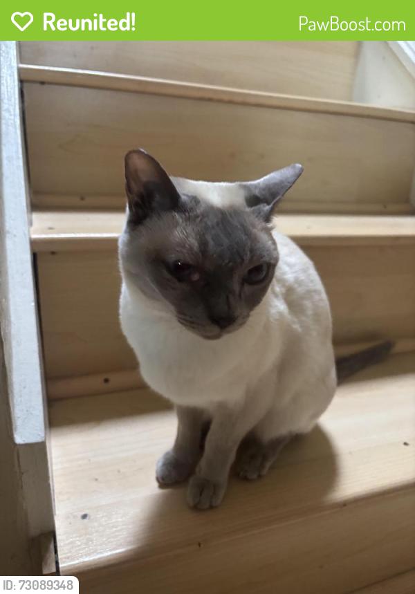 Reunited Male Cat last seen Sheath Lane, Engvall Ct, San Bruno Golf Center,, San Bruno, CA 94066