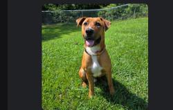 Reunited Male Dog last seen miller rd and warm springs, Columbus, GA 31909