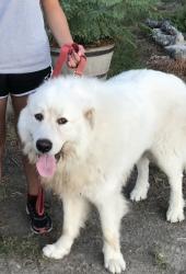 Lost Male Dog last seen Shepherds Ranch, Bulverde, TX 78163