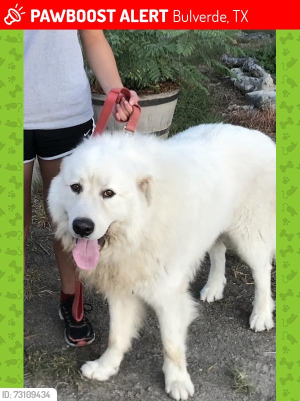 Lost Male Dog last seen Shepherds Ranch, Bulverde, TX 78163