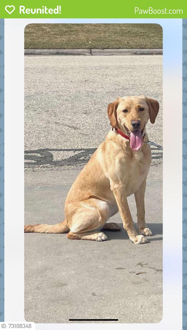 Reunited Female Dog last seen 17th Ave and Mackinac Ave in South Milwaukee, South Milwaukee, WI 53172