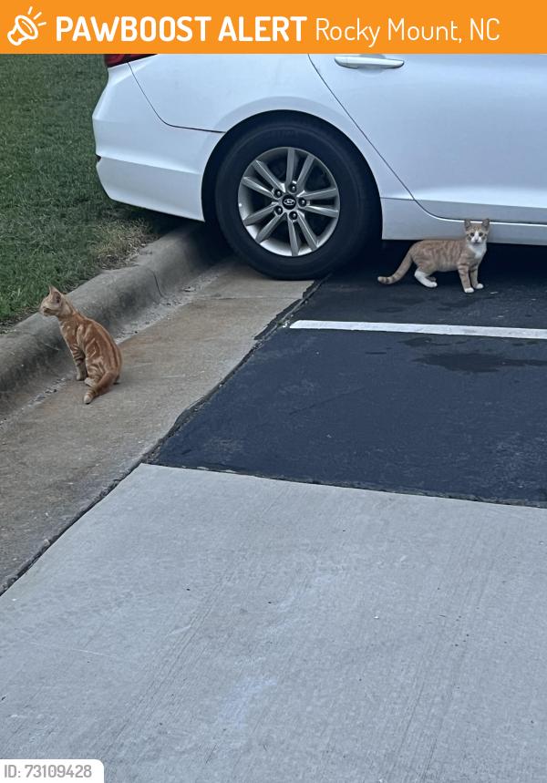 Found/Stray Unknown Cat last seen Dumpster at Hampton Village apmts near 2300 building, Rocky Mount, NC 27804