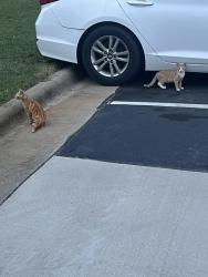 Found/Stray Unknown Cat last seen Dumpster at Hampton Village apmts near 2300 building, Rocky Mount, NC 27804
