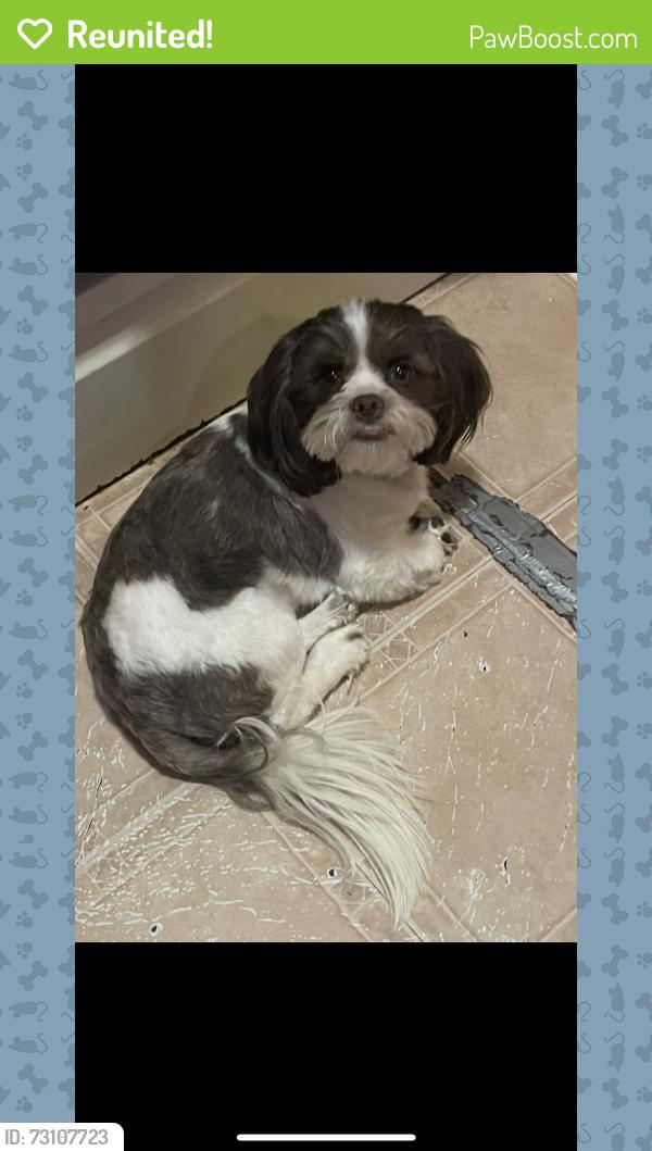 Reunited Male Dog last seen In between getwell and cherry rd, Memphis, TN 38111