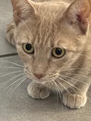Reunited Female Cat last seen Janis, Riverside, CA 92504