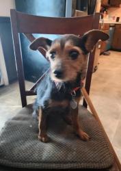 Reunited Female Dog last seen Bart Drive, Nashville, TN 37013