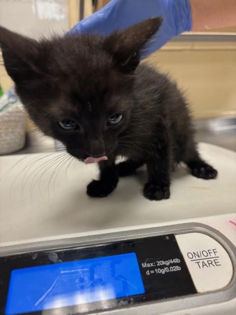 Shelter Stray Male Cat last seen , 232 Eslinger Way, Sanford, FL 32773, USA