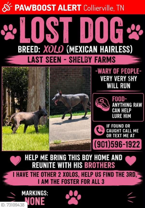 Lost Male Dog last seen VERLING, Johnson Road and Byhalia, Collierville, TN 38017