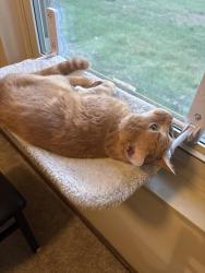 Found/Stray Female Cat last seen Near bridlington lane , Columbus, OH 43229