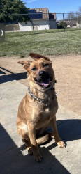 Lost Female Dog last seen Near Darwin dri, Oceanside, CA 92056