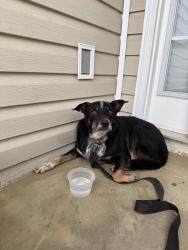 Found/Stray Unknown Dog last seen North roan street, Johnson City, TN 37615