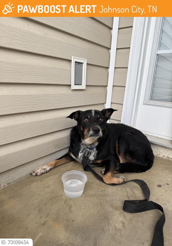 Found/Stray Unknown Dog last seen North roan street, Johnson City, TN 37615