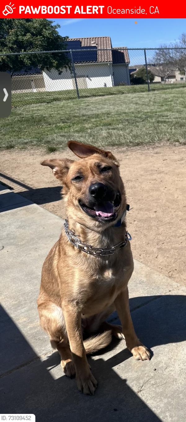 Lost Female Dog last seen Near Darwin dri, Oceanside, CA 92056