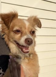 Reunited Male Dog last seen Moen and Connell Ave, Rockdale, IL 60436