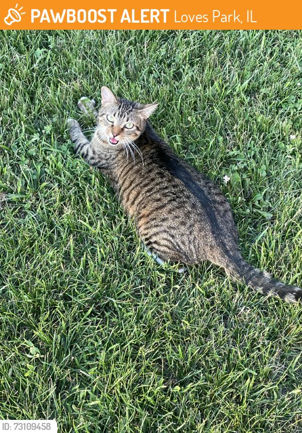 Found/Stray Unknown Cat last seen By apmts, Loves Park, IL 61111
