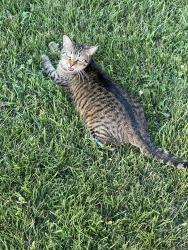 Found/Stray Unknown Cat last seen By apmts, Loves Park, IL 61111
