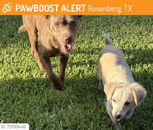 Found/Stray Unknown Dog last seen Ave J, Rosenberg, TX 77471