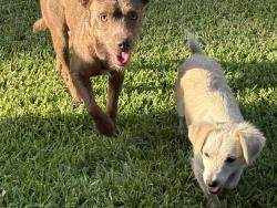 Found/Stray Unknown Dog last seen Ave J, Rosenberg, TX 77471