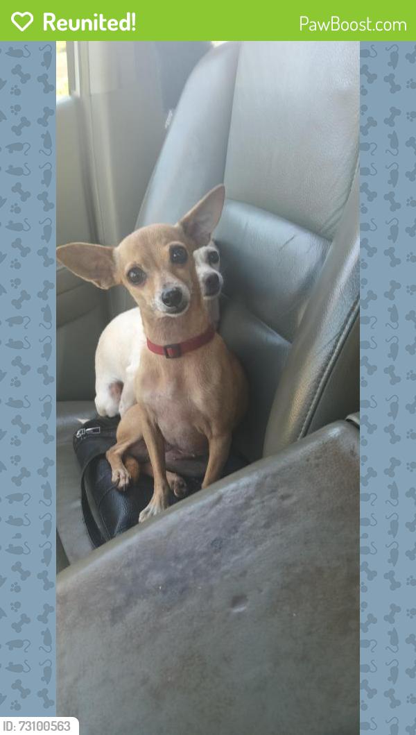 Reunited Female Dog last seen Burns bridge rd, Anderson, SC 29625