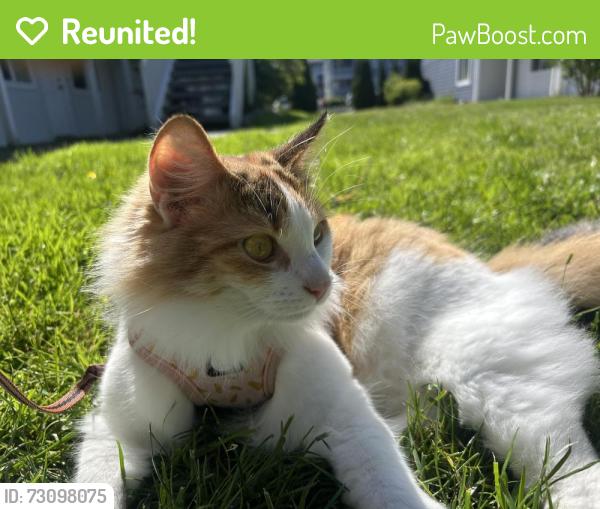 Reunited Female Cat last seen Near 32nd st, Bellingham, WA 98225