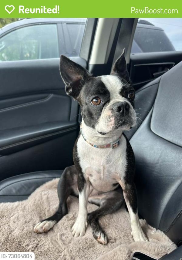 Reunited Female Dog last seen Pinemount in Lake City, Florida, Columbia County, FL 32024