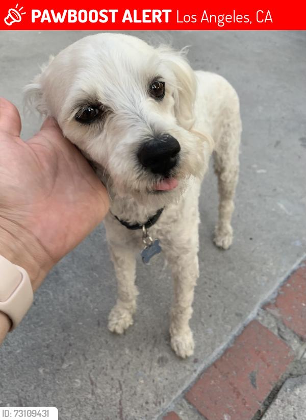Lost Male Dog last seen Glenoaks & Van Nuys, Los Angeles, CA 91331